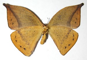  ( - 07-SRNP-65618)  @14 [ ] CreativeCommons - Attribution Non-Commercial Share-Alike (2008) Daniel H. Janzen Guanacaste Dry Forest Conservation Fund