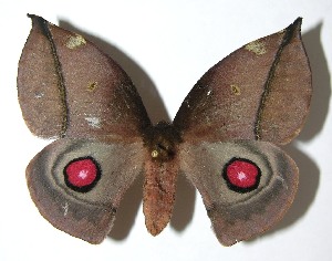  ( - 07-SRNP-65683)  @14 [ ] CreativeCommons - Attribution Non-Commercial Share-Alike (2008) Daniel H. Janzen Guanacaste Dry Forest Conservation Fund