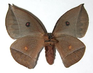  ( - 07-SRNP-65683)  @14 [ ] CreativeCommons - Attribution Non-Commercial Share-Alike (2008) Daniel H. Janzen Guanacaste Dry Forest Conservation Fund