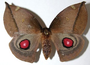  ( - 07-SRNP-65684)  @14 [ ] CreativeCommons - Attribution Non-Commercial Share-Alike (2008) Daniel H. Janzen Guanacaste Dry Forest Conservation Fund