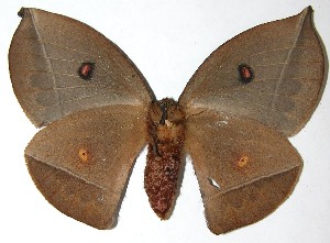  ( - 07-SRNP-65684)  @14 [ ] CreativeCommons - Attribution Non-Commercial Share-Alike (2008) Daniel H. Janzen Guanacaste Dry Forest Conservation Fund