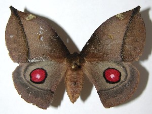  ( - 07-SRNP-65686)  @14 [ ] CreativeCommons - Attribution Non-Commercial Share-Alike (2008) Daniel H. Janzen Guanacaste Dry Forest Conservation Fund