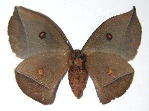  ( - 07-SRNP-65686)  @14 [ ] CreativeCommons - Attribution Non-Commercial Share-Alike (2008) Daniel H. Janzen Guanacaste Dry Forest Conservation Fund