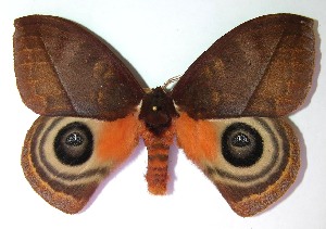  ( - 99-SRNP-186)  @14 [ ] CreativeCommons - Attribution Non-Commercial Share-Alike (2008) Daniel H. Janzen Guanacaste Dry Forest Conservation Fund