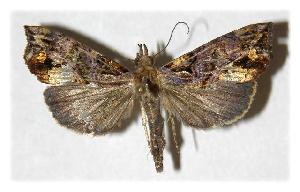  ( - 05-SRNP-46268)  @13 [ ] CreativeCommons - Attribution Non-Commercial Share-Alike (2005) Daniel H. Janzen Guanacaste Dry Forest Conservation Fund