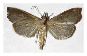  ( - 05-SRNP-46268)  @13 [ ] CreativeCommons - Attribution Non-Commercial Share-Alike (2005) Daniel H. Janzen Guanacaste Dry Forest Conservation Fund