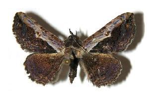  ( - 05-SRNP-56177)  @14 [ ] CreativeCommons - Attribution Non-Commercial Share-Alike (2005) Daniel H. Janzen Guanacaste Dry Forest Conservation Fund