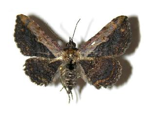  ( - 05-SRNP-56288)  @14 [ ] CreativeCommons - Attribution Non-Commercial Share-Alike (2005) Daniel H. Janzen Guanacaste Dry Forest Conservation Fund