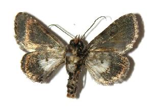  ( - 05-SRNP-56760)  @12 [ ] CreativeCommons - Attribution Non-Commercial Share-Alike (2005) Daniel H. Janzen Guanacaste Dry Forest Conservation Fund