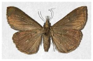  ( - 94-SRNP-4348)  @14 [ ] CreativeCommons - Attribution Non-Commercial Share-Alike (2006) Daniel H. Janzen Guanacaste Dry Forest Conservation Fund