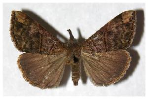  ( - 94-SRNP-4361)  @14 [ ] CreativeCommons - Attribution Non-Commercial Share-Alike (2006) Daniel H. Janzen Guanacaste Dry Forest Conservation Fund