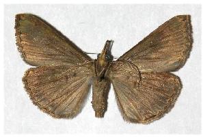  ( - 94-SRNP-4361)  @14 [ ] CreativeCommons - Attribution Non-Commercial Share-Alike (2006) Daniel H. Janzen Guanacaste Dry Forest Conservation Fund