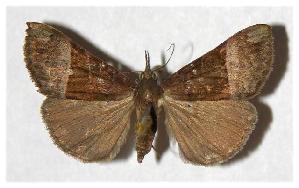  ( - 94-SRNP-4363)  @14 [ ] CreativeCommons - Attribution Non-Commercial Share-Alike (2006) Daniel H. Janzen Guanacaste Dry Forest Conservation Fund