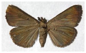  ( - 94-SRNP-9362)  @14 [ ] CreativeCommons - Attribution Non-Commercial Share-Alike (2006) Daniel H. Janzen Guanacaste Dry Forest Conservation Fund