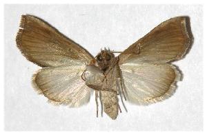  ( - 98-SRNP-9598)  @14 [ ] CreativeCommons - Attribution Non-Commercial Share-Alike (2006) Daniel H. Janzen Guanacaste Dry Forest Conservation Fund