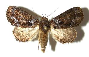  ( - 02-SRNP-17030)  @14 [ ] CreativeCommons - Attribution Non-Commercial Share-Alike (2006) Daniel H. Janzen Guanacaste Dry Forest Conservation Fund