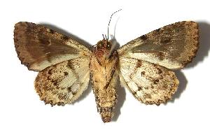  ( - 02-SRNP-28066)  @14 [ ] CreativeCommons - Attribution Non-Commercial Share-Alike (2006) Daniel H. Janzen Guanacaste Dry Forest Conservation Fund