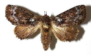  ( - 02-SRNP-7654)  @14 [ ] CreativeCommons - Attribution Non-Commercial Share-Alike (2006) Daniel H. Janzen Guanacaste Dry Forest Conservation Fund