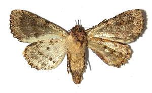  ( - 02-SRNP-7654)  @14 [ ] CreativeCommons - Attribution Non-Commercial Share-Alike (2006) Daniel H. Janzen Guanacaste Dry Forest Conservation Fund