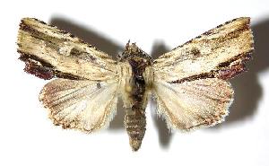  ( - 05-SRNP-33178)  @14 [ ] CreativeCommons - Attribution Non-Commercial Share-Alike (2006) Daniel H. Janzen Guanacaste Dry Forest Conservation Fund