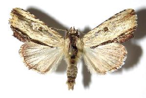  ( - 05-SRNP-34735)  @14 [ ] CreativeCommons - Attribution Non-Commercial Share-Alike (2006) Daniel H. Janzen Guanacaste Dry Forest Conservation Fund