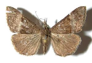  ( - 94-SRNP-4351)  @14 [ ] CreativeCommons - Attribution Non-Commercial Share-Alike (2006) Daniel H. Janzen Guanacaste Dry Forest Conservation Fund