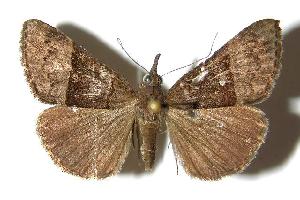  ( - 94-SRNP-4353)  @14 [ ] CreativeCommons - Attribution Non-Commercial Share-Alike (2006) Daniel H. Janzen Guanacaste Dry Forest Conservation Fund