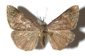  ( - 94-SRNP-4357)  @14 [ ] CreativeCommons - Attribution Non-Commercial Share-Alike (2006) Daniel H. Janzen Guanacaste Dry Forest Conservation Fund