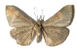  ( - 94-SRNP-4357)  @14 [ ] CreativeCommons - Attribution Non-Commercial Share-Alike (2006) Daniel H. Janzen Guanacaste Dry Forest Conservation Fund