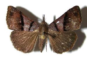  ( - 94-SRNP-9355)  @14 [ ] CreativeCommons - Attribution Non-Commercial Share-Alike (2006) Daniel H. Janzen Guanacaste Dry Forest Conservation Fund