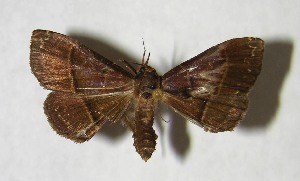  ( - 02-SRNP-6048)  @14 [ ] CreativeCommons - Attribution Non-Commercial Share-Alike (2007) Daniel H. Janzen Guanacaste Dry Forest Conservation Fund