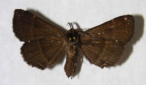  ( - 03-SRNP-12755.1)  @14 [ ] CreativeCommons - Attribution Non-Commercial Share-Alike (2007) Daniel H. Janzen Guanacaste Dry Forest Conservation Fund