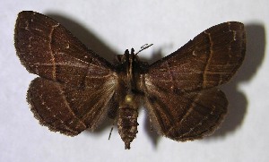  ( - 03-SRNP-37132)  @14 [ ] CreativeCommons - Attribution Non-Commercial Share-Alike (2007) Daniel H. Janzen Guanacaste Dry Forest Conservation Fund