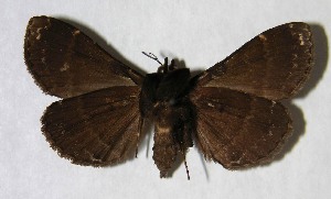  ( - 03-SRNP-37132)  @14 [ ] CreativeCommons - Attribution Non-Commercial Share-Alike (2007) Daniel H. Janzen Guanacaste Dry Forest Conservation Fund