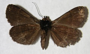  ( - 04-SRNP-42741)  @14 [ ] CreativeCommons - Attribution Non-Commercial Share-Alike (2007) Daniel H. Janzen Guanacaste Dry Forest Conservation Fund