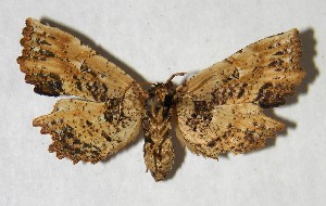  ( - 94-SRNP-6206)  @13 [ ] CreativeCommons - Attribution Non-Commercial Share-Alike (2007) Daniel H. Janzen Guanacaste Dry Forest Conservation Fund