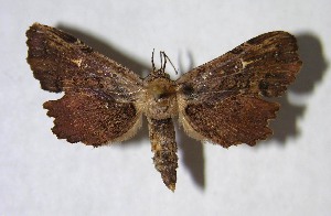  ( - 96-SRNP-11470)  @13 [ ] CreativeCommons - Attribution Non-Commercial Share-Alike (2007) Daniel H. Janzen Guanacaste Dry Forest Conservation Fund