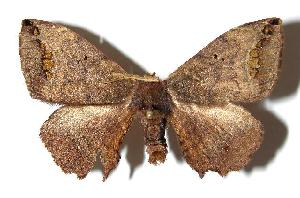  ( - 02-SRNP-15916)  @14 [ ] CreativeCommons - Attribution Non-Commercial Share-Alike (2006) Daniel H. Janzen Guanacaste Dry Forest Conservation Fund