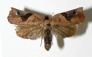  ( - 03-SRNP-21686)  @12 [ ] CreativeCommons - Attribution Non-Commercial Share-Alike (2006) Daniel H. Janzen Guanacaste Dry Forest Conservation Fund