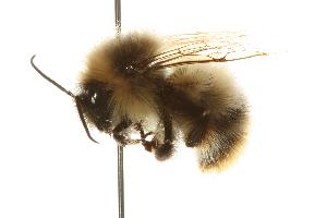  ( - CHU06-BEE-050)  @14 [ ] Unspecified (default): All Rights Reserved  Unspecified Unspecified