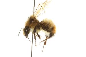  (Bombus flavifrons - CHU06-BEE-082)  @13 [ ] Unspecified (default): All Rights Reserved  Unspecified Unspecified