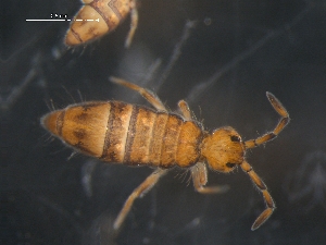  (Entomobrya marginata L2 - CHU06-COL-0920)  @15 [ ] CC-0 (2009) David Porco Unspecified