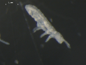  (Pseudanurophorus binoculatus - CHU06-COL-0807)  @13 [ ] CC-0 (2009) David Porco Unspecified