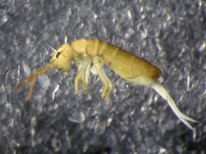  (Isotomurus plumosus L1 - CHU06-COL-0406)  @14 [ ] CreativeCommons - Attribution (2010) CBG Photography Group Centre for Biodiversity Genomics