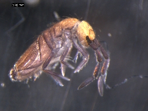  (Entomobrya marginata L1 - CHU06-COL-0537)  @15 [ ] CreativeCommons - Attribution (2010) CBG Photography Group Centre for Biodiversity Genomics