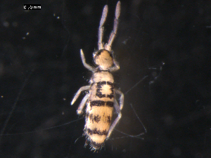  ( - CHU06-COL-0587)  @13 [ ] CreativeCommons - Attribution (2010) CBG Photography Group Centre for Biodiversity Genomics