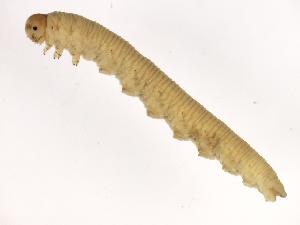  ( - CHU06-COL-237)  @12 [ ] Unspecified (default): All Rights Reserved  Unspecified Unspecified