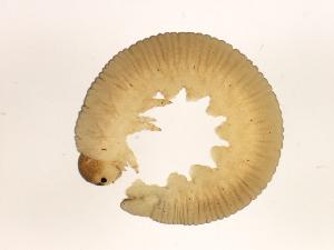  ( - CHU06-COL-244)  @12 [ ] Unspecified (default): All Rights Reserved  Unspecified Unspecified