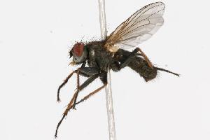  (Lispe uliginosa - CHU05-FLY-277.1)  @15 [ ] CreativeCommons - Attribution (2010) CBG Photography Group Centre for Biodiversity Genomics