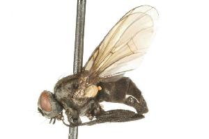  (Spilogona churchillensis - CHU05-FLY-716.1)  @13 [ ] CreativeCommons - Attribution (2010) CBG Photography Group Centre for Biodiversity Genomics